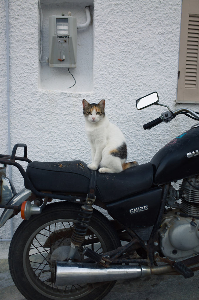 Cat rider