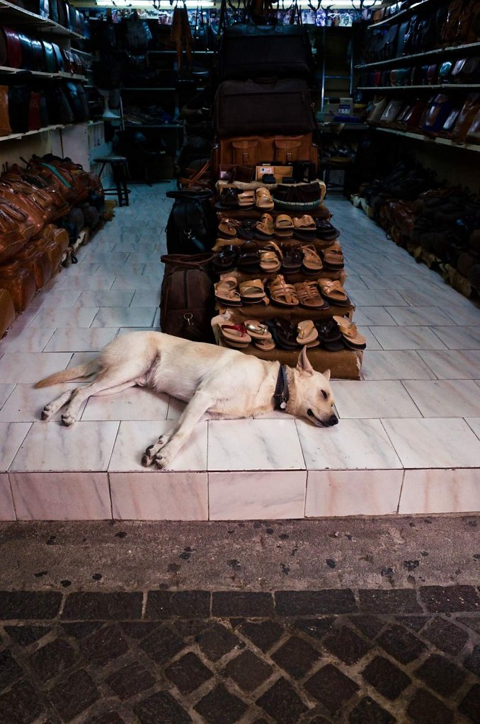 Cretan dog siesta