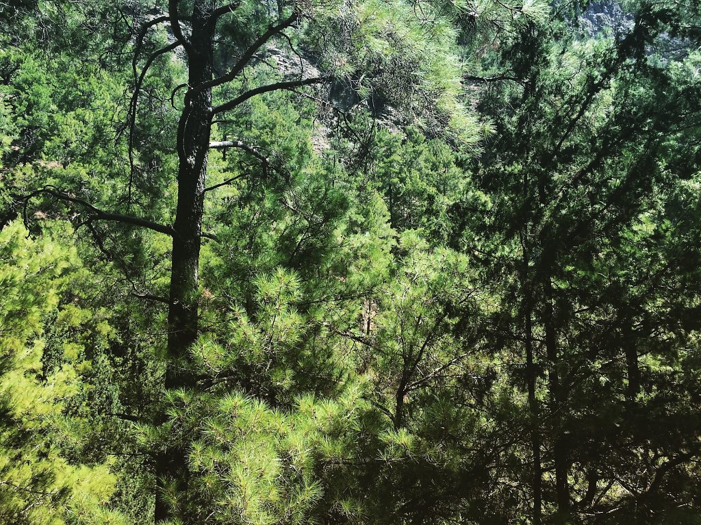 Samaria gorge forest