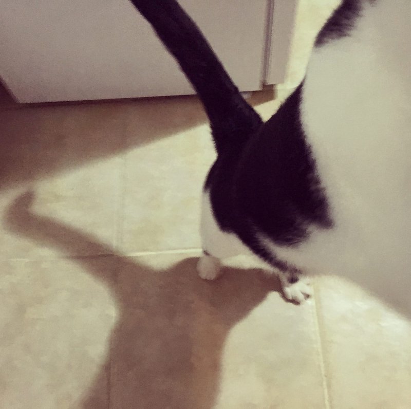 Cretan cat attack!
